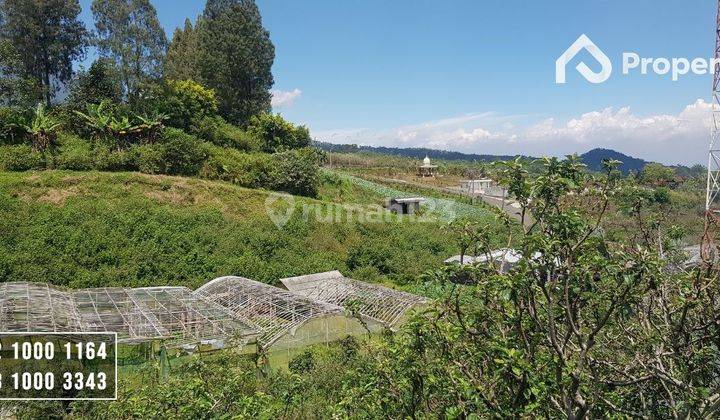 Kebun Apel Murah Desa Junggo, Bumiaji Kota Batu 1