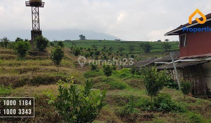 Dijual Kebun Jeruk Spesial di Tanah Yang Subur Kota Batu 2