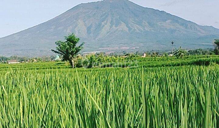 Dijual Tanah Pertanian Subur Dan Produktif di Karangploso Malang 1