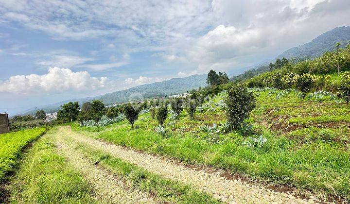 Tanah Pekerbunan Jeruk Kota Batu Lokasi Di Dataran Tinggi  1