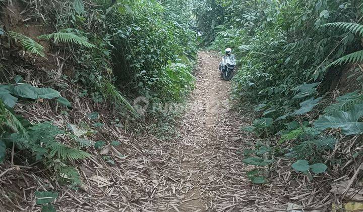 Dijual Cepat Kebun Durian Kopi Murah Malang Tajinan 2