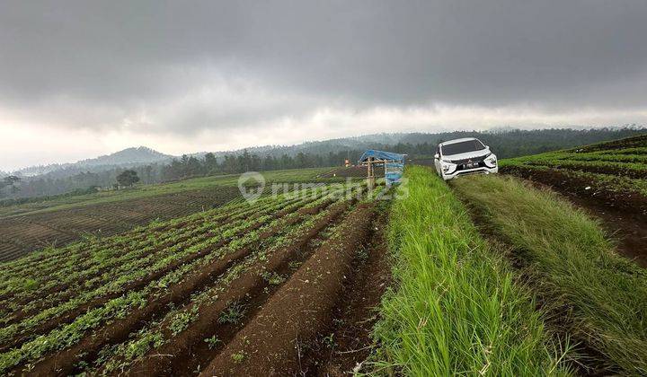 Tanah Perkebunan Dan Sayur Mayur Murah Kota Batu  2