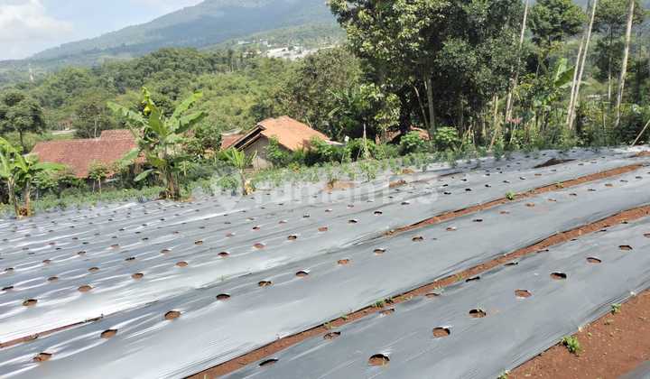 Dijual Lahan di Pamulihan Sumedang Harga Nego Dijual Lahan di Pamulihan Sumedang Harga Nego