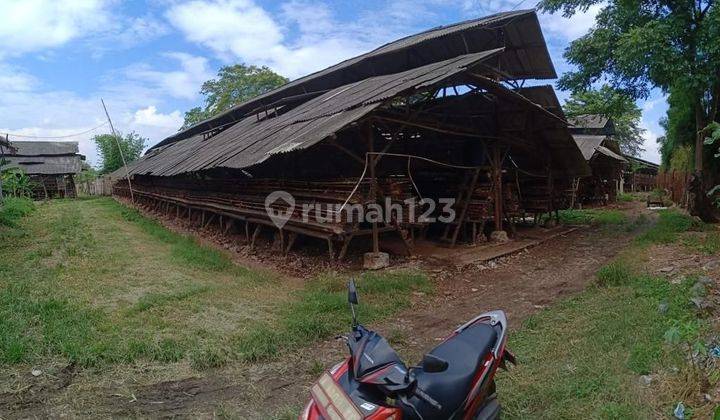 Tanah dan ruang usaha peternakan ayam 1