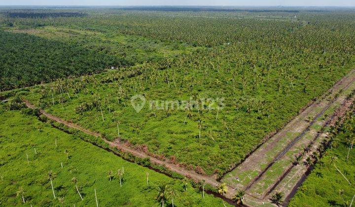 Dijual Murah Tanah Kalimantan Barat Mempawah 21 Rb M2 Seluas 30 Ha 1