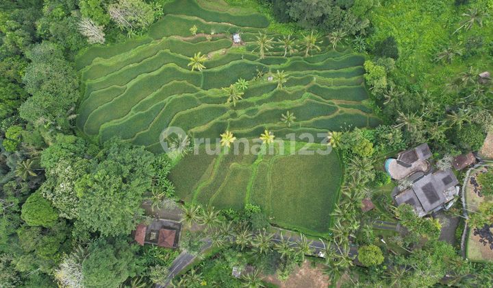 Dijual Tanah 1.930m² Di Kenderan Tegallalang Ubud Bali Ada Sawah Lokasi Strategis Dijual Tanah 1.930m² Di Kenderan Tegallalang Ubud Bali Ada Sawah Lokasi Strategis