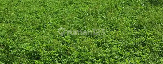 Rumah Hitung Tanah Dharmahusada Wisma Permai Surabaya, Nego