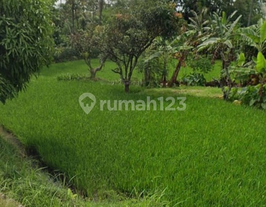 Cheap Land with SHM Located in Beber, West Cirebon