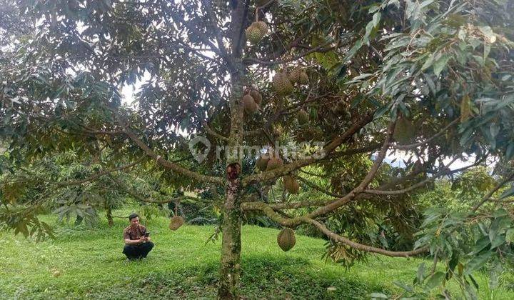 di Lokasi Pinggir Jalan Desa Nanggaleng Lembah Duhur Cimande, Kec: Caringin. Kabupaten Bogor.
akses Jalan:
- Keluar Tol Bocimi 7 Km (15 Menit).
- Dari Jalan Nasional 5 Km
harga Rp 475,000/ M2, Tangerang 5
