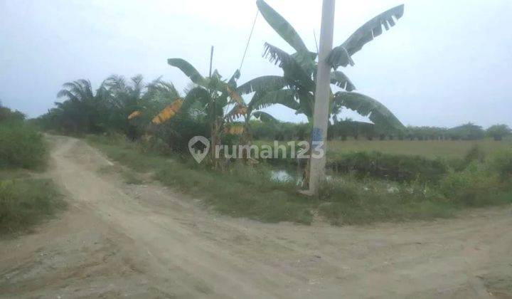Tanah 3 hektar di percut sei tuan jalan paluh merbau 1