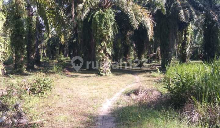 For Sale 14ha Land Gemi Beach Area Stabat Langkat