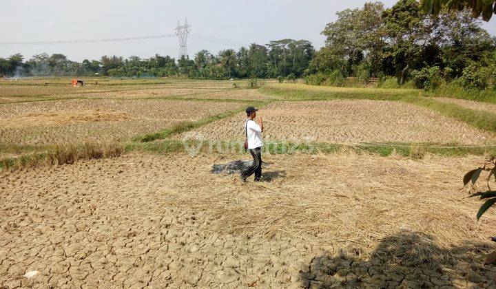  Tanah Darat Sawah Dijual Cepat di Jl.pamarayan Wirana Damping Serang Banten Harga Nego Sampai Deal