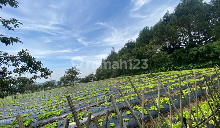 Tanah Lokasi Strategis, Cocok Villa/Hotel/Cafe, Percis Depan Gerbang Lembang Asri
