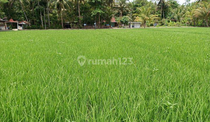 Tanah Sawah Dijual Lendah Pinggir Jalan Utama Ramai Dekat Rumah Sakit Bagus Untuk Kantor Gudang Usaha 2