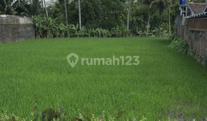 Tanah Sawah dijual Cangkringan Pakem Pinggir Jalan Besar Nyaman Asri Bagus untuk Hunian atau Rumah Makan