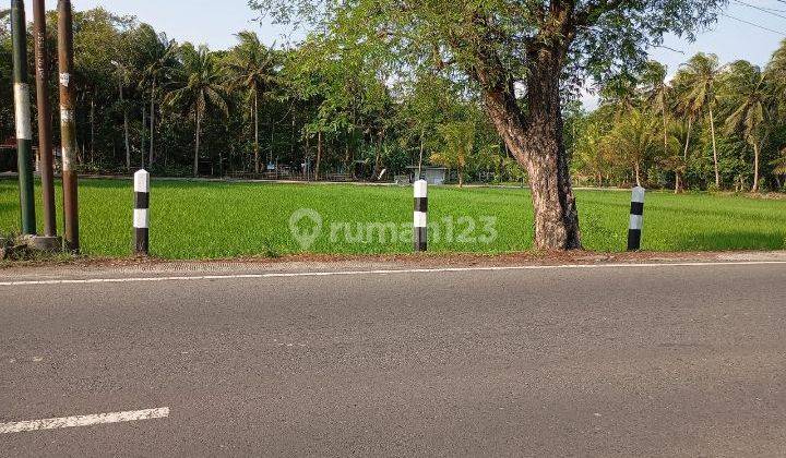 Tanah Sawah Dijual Lendah Pinggir Jalan Jalur Utama Strategis Lingkungan Ramai Dekat Rumah Sakit Bagus Untuk Kantor Gudang Atau Usaha 2