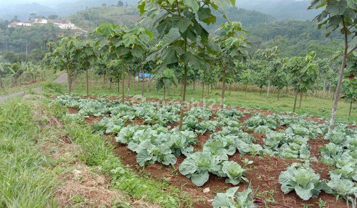 Tanah kebun di pinggir jalan kabupaten Majalengka Jawa Barat 3