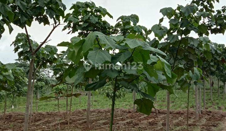 Tanah kebun di pinggir jalan kabupaten Majalengka Jawa Barat 6