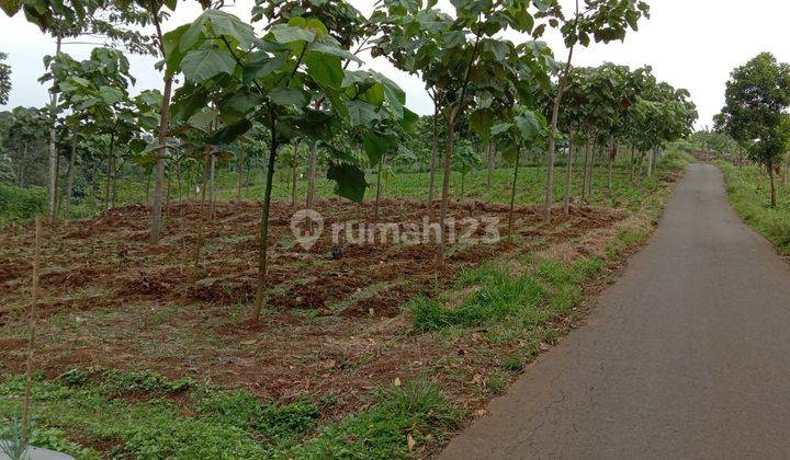 Tanah kebun di pinggir jalan kabupaten Majalengka Jawa Barat 8