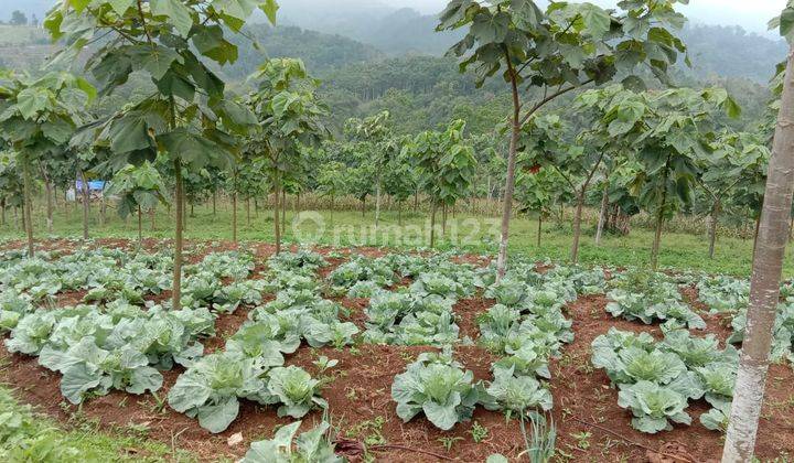 Tanah kebun di pinggir jalan kabupaten Majalengka Jawa Barat 9