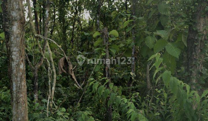 Kebun Jati 2 Ha Termasuk Pohon di Pangkalan Karawang 1