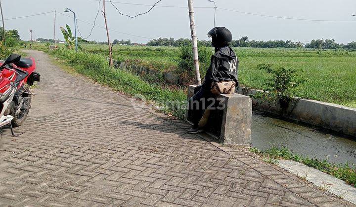 Tanah Sawah Tulangan Sidoarjo Luas 1676 Meter 1