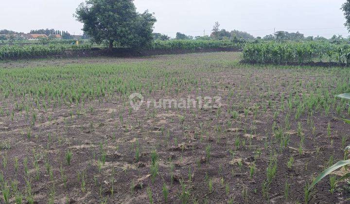 Tanah Sawah Tulangan Sidoaarjo Akses Jalan Mobil Masuk 2