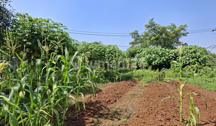 Tanah Murah di Ranca Iyuh, Panongan, Tiga Raksa, Tangerang LT1000 atau lebih