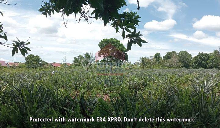 Tanah Cocok Untuk Investasi Rumah Subsidi di Parit Haji Muksin 2 3
