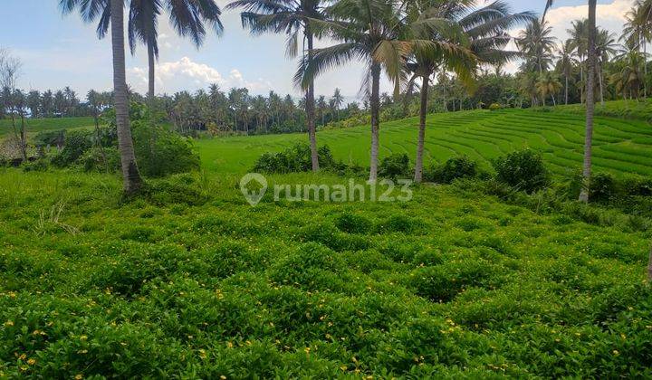 Land on Jln Lalanglinggah Selemadeg Barat Tabanan 1