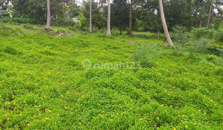 Land on Jln Lalanglinggah Selemadeg Barat Tabanan 2