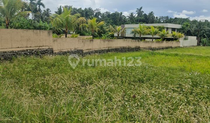 Di Jual Cepat Buc di Bawah Pasaran Tanah Pinggir Jalan Aspal Pejeng Kawan Sangat Cocok untuk Komplex Villakawan Di Jual Cepat Buc di Bawah Pasaran Tanah Pinggir Jalan Aspal Pejeng Kawan Sangat Cocok untuk Komplex Villakawan