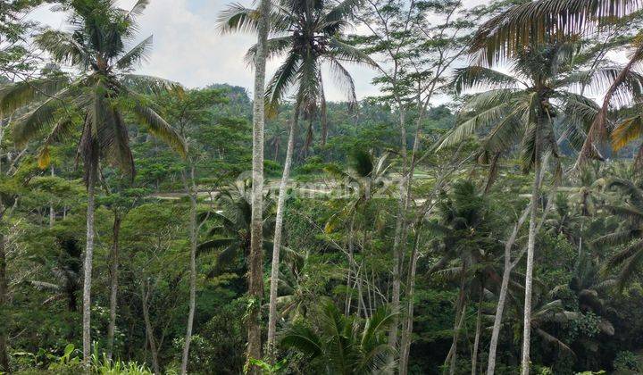 Tanah Bagus View Menawan Satu Satu Nya Di Payangan Cocok Untuk Resort 2