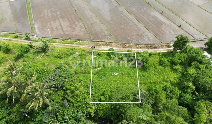 Tanah Bagus Dekat Pantai Kedungu Tabanan Sangat Cocok di Bangun Villa Tanah Bagus Dekat Pantai Kedungu Tabanan Sangat Cocok di Bangun Villa