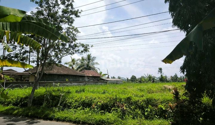 Tanah Bagus Cocok untuk Villa Komplex di Jl. Raya Pejeng Kawan No.45, Pejeng Kaja, Tampaksiring, Gianyar, Bali, Indonesia, 80552, Pejeng Tanah Bagus Cocok untuk Villa Komplex di Jl. Raya Pejeng Kawan No.45, Pejeng Kaja, Tampaksiring, Gianyar, Bali, Indonesia, 80552, Pejeng