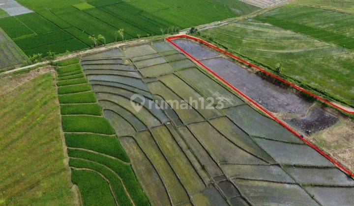 Tanah Bagus Dekat Pantai Kelating Tabanan 1