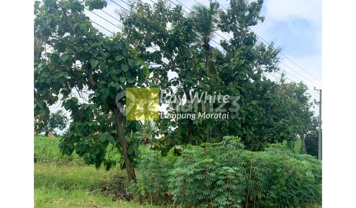 Dijual Tanah Terbanggi Besar Lampung Tengah 2