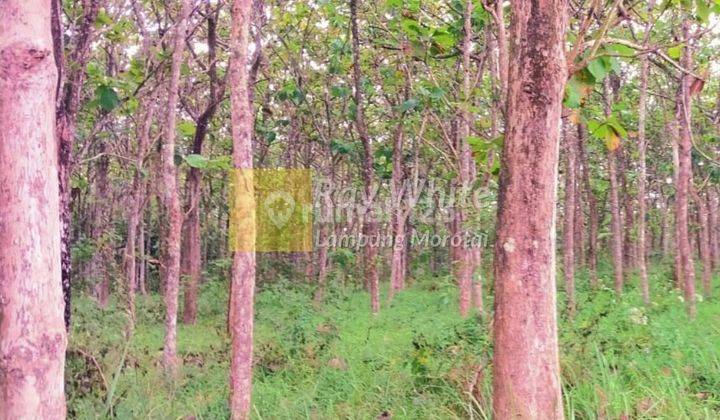 Kebun Jati Natar Lampung Selatan 2