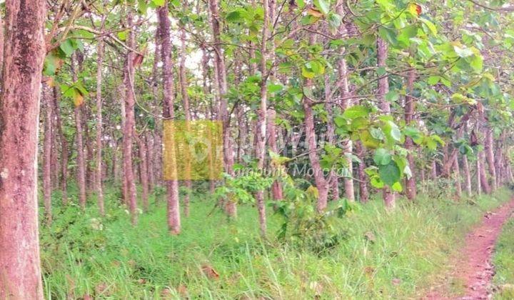 Kebun Jati Natar Lampung Selatan 1