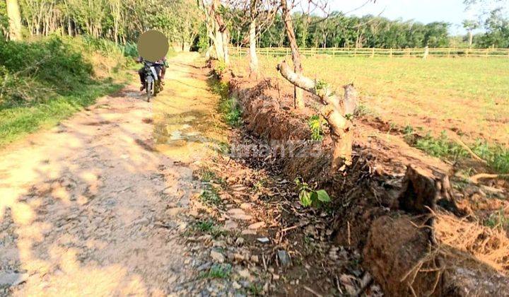 Tanah Jati Agung Lampung Selatan 2