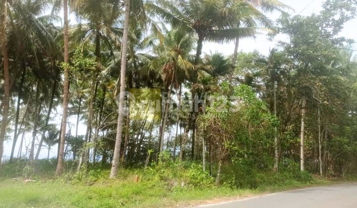 Dijual Tanah Krui Pesisir Barat Dijual Tanah Krui Pesisir Barat
