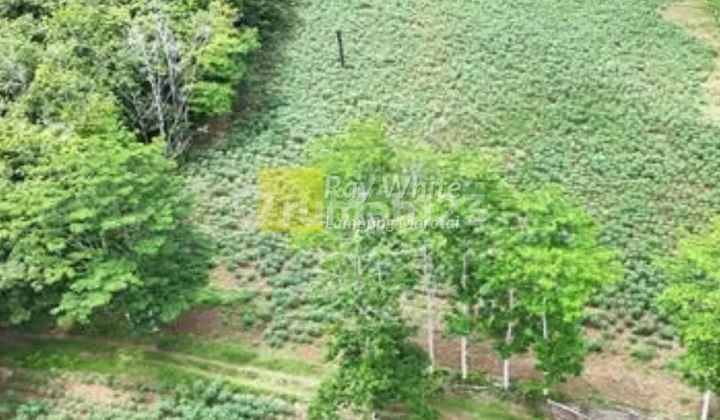 Dijual Tanah di Abung Selatan, Lampung Utara Dijual Tanah di Abung Selatan, Lampung Utara