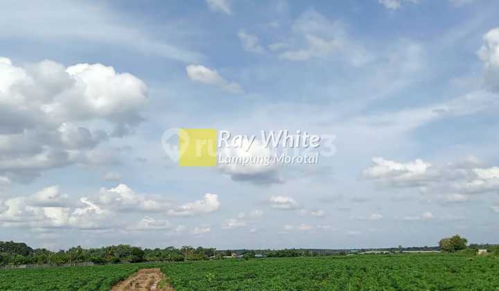 Dijual Tanah di Gunung Sugih Lampung Tengah Dijual Tanah di Gunung Sugih Lampung Tengah