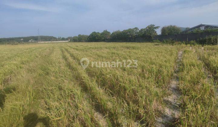 di  tanah hamparan dekat UIN 1