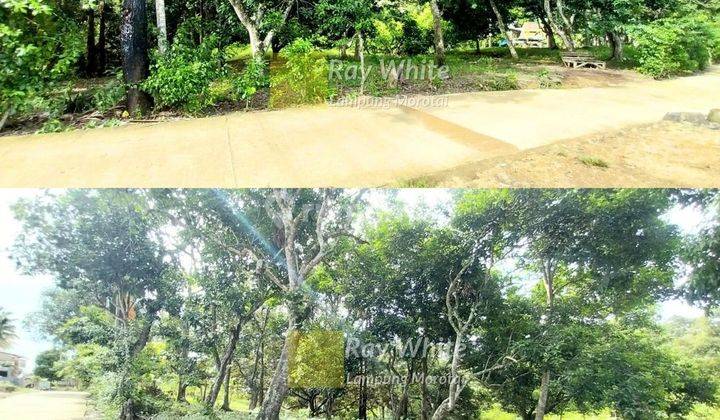 DIJUAL TANAH DI KATIBUNG, TARAHAN LAMPUNG SELATAN 2