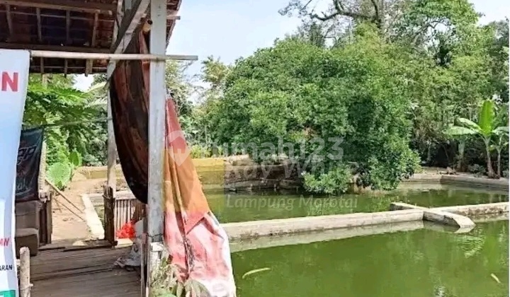 tanah kolam 2615 m2 di bernung tanah kolam 2615 m2 di bernung