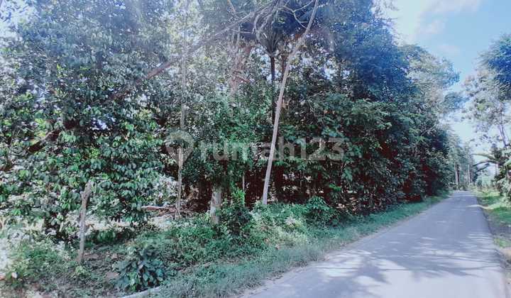 Dijual Tanah Murah 7,5 Hektar di Tanjung Bintang, Lamsel