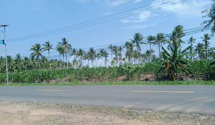 Tanah Murah Dibawah Pasaran Luas 3,1 Hektar di Kalianda, Lampung Selatan