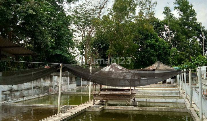 Tanah Kolam ikan siap pakai 2