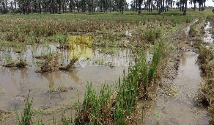 Miliki Sawah Irigasi di Area Pemukiman dan Perumahan 2